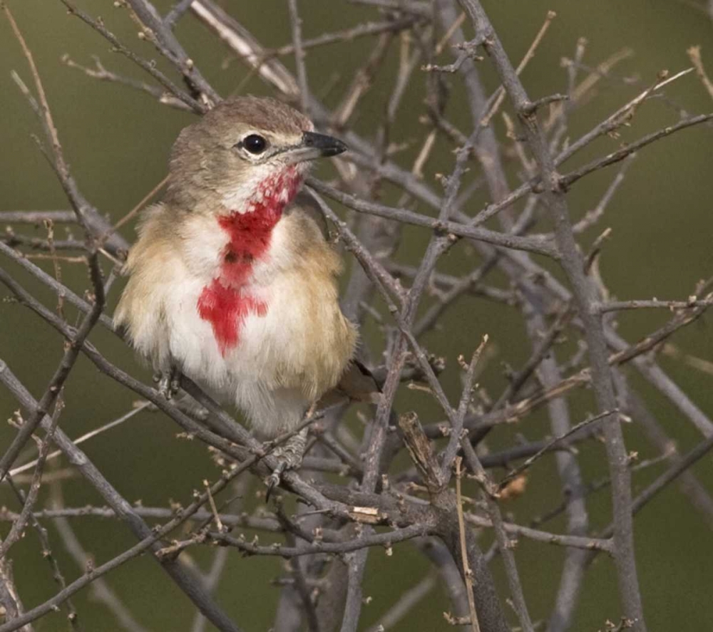 Kenya Rosy-patched bushshrike bird on tree limbs